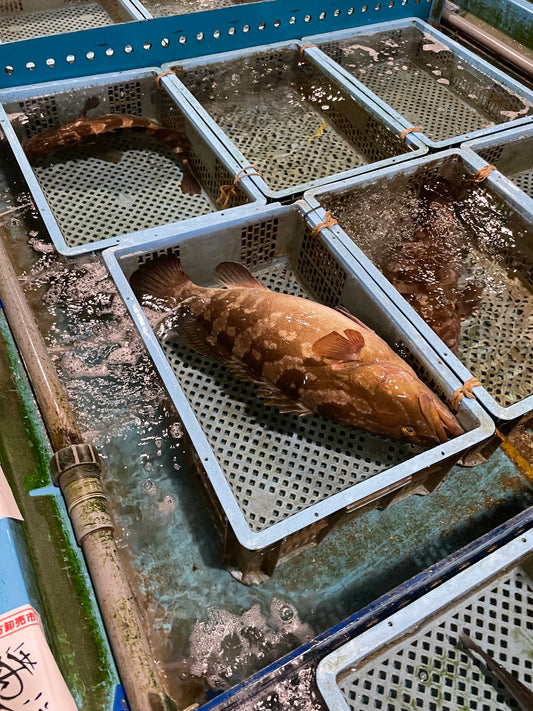クエってこんな魚なんです。